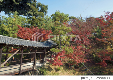 秋の高台寺 臥龍廊 秋の高台寺 臥龍廊 2996644