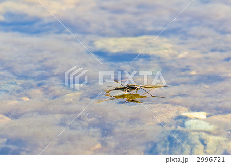 アメンボ 2996721