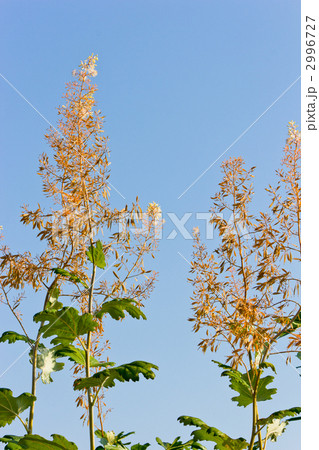 タケニグサ タケニグサ 2996727