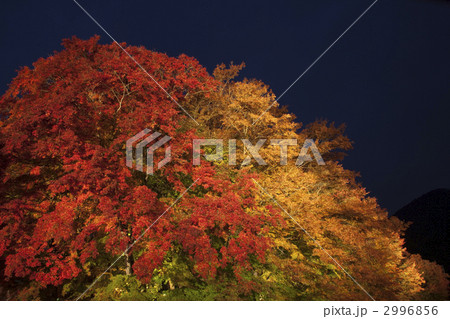 紅葉のもみじライトアップ 2996856