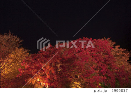 紅葉のもみじライトアップ 紅葉のもみじライトアップ 2996857