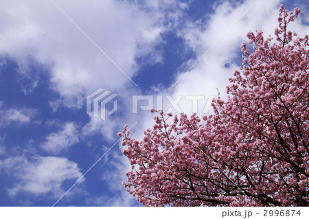 河津桜と雲 2996874
