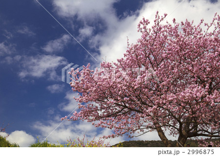 河津桜と雲 2996875