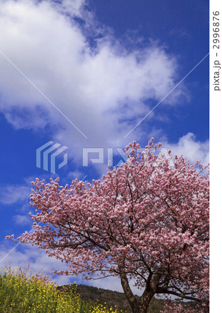 河津桜と菜の花と雲 2996876