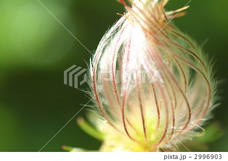 チングルマの綿毛 2996903