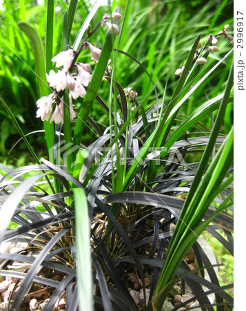 コクリュウの花 2996917