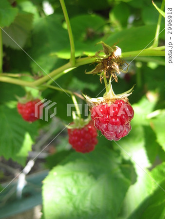 真っ赤な木イチゴ 2996918