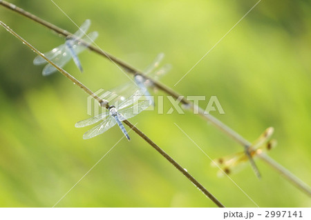 トンボの楽園 2997141