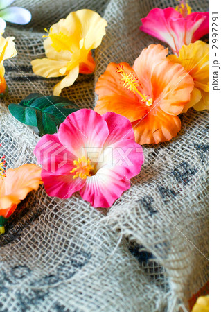 トロピカル 2997291