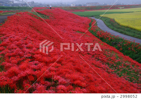 童話の村のヒガンバナ 2998052