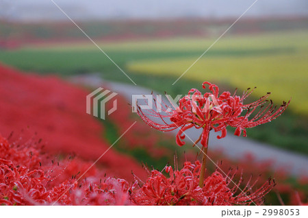 童話の村のヒガンバナ 童話の村のヒガンバナ 2998053