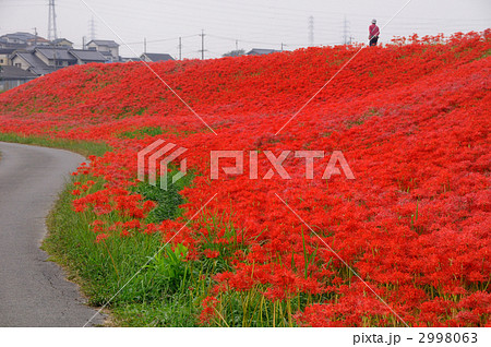 童話の村のヒガンバナ 童話の村のヒガンバナ 2998063
