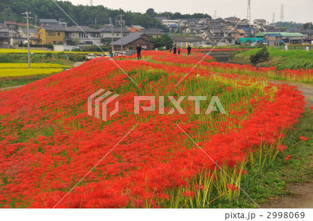 童話の村のヒガンバナ 2998069