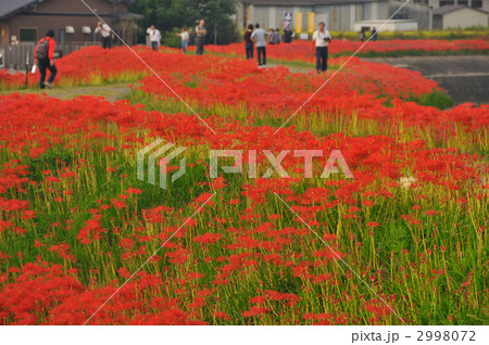 童話の村のヒガンバナ 童話の村のヒガンバナ 2998072