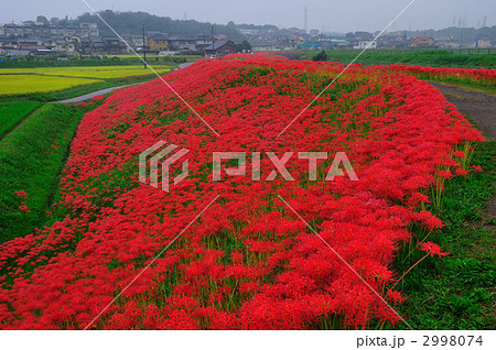 童話の村のヒガンバナ 2998074