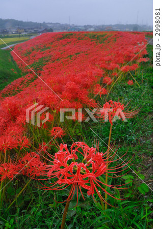 童話の村のヒガンバナ 童話の村のヒガンバナ 2998081