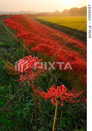 童話の村のヒガンバナ 童話の村のヒガンバナ 2998087