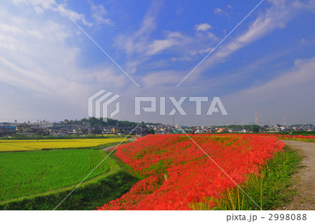 童話の村の彼岸花 2998088