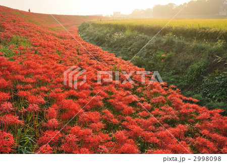 童話の村のヒガンバナ 2998098