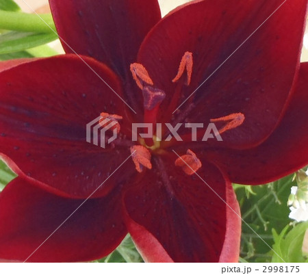 ユリ模様 2998175