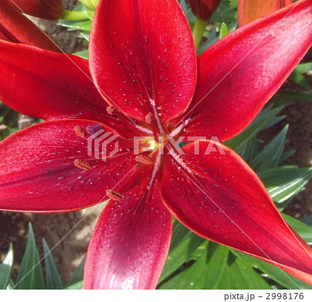 ユリ模様 2998176