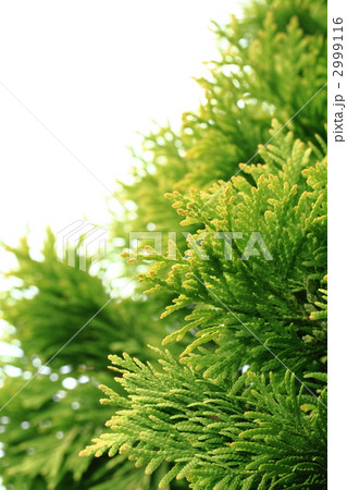 黄緑の美しいクジャクヒバ 2999116