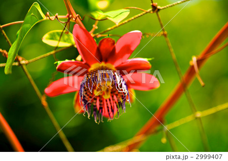 南国のイメージ　珍しいパッションフルーツの花 2999407