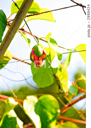 南国のイメージ　珍しいパッションフルーツの花のつぼみ 2999424