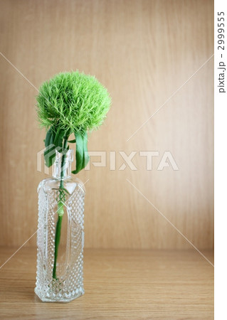 テマリソウ 2999555