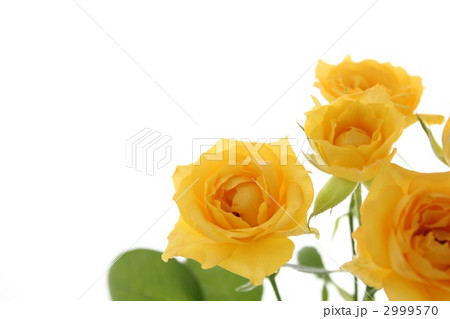 スプレーバラ/黄色 2999570