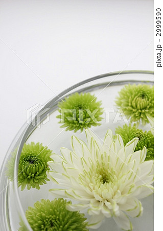 菊 2999590