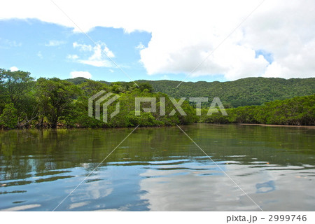 吹通川(石垣島/沖縄県) 吹通川(石垣島/沖縄県) 2999746