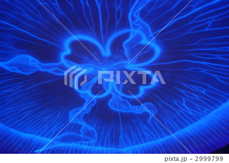 江ノ島水族館クラゲコーナーの天井 2999799