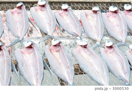 トビウオの朝干し 3000530