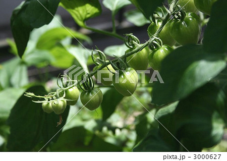 ミニトマト 001 ミニトマト 001 3000627