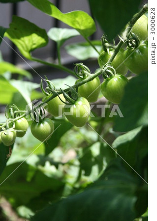 ミニトマト 002 3000628