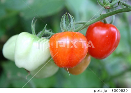ミニトマト 003 3000629