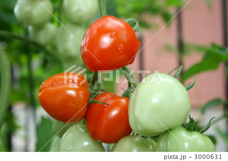 ミニトマト 005 3000631