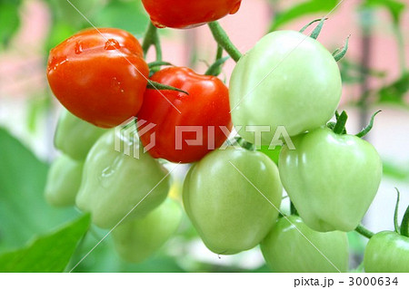 ミニトマト 007 ミニトマト 007 3000634