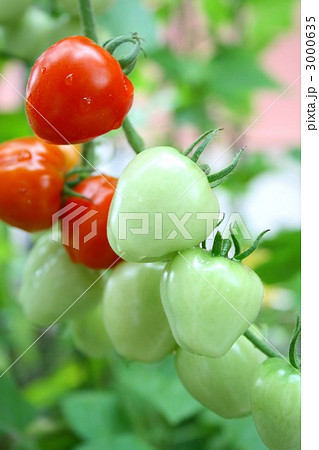 ミニトマト 008 ミニトマト 008 3000635