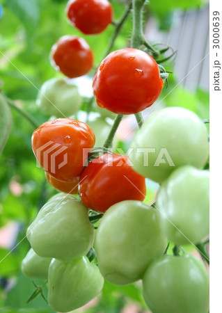 ミニトマト 011 3000639