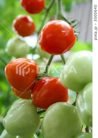 ミニトマト 012 3000640