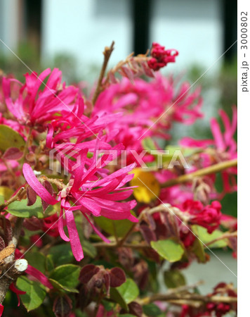 アカバナトキワマンサク 3000802