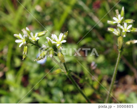 ミミナグサ ミミナグサ 3000805