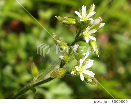 ミミナグサ ミミナグサ 3000806