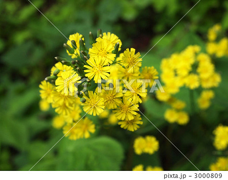 オニタビラコ オニタビラコ 3000809