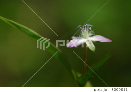 イボクサ 3000811