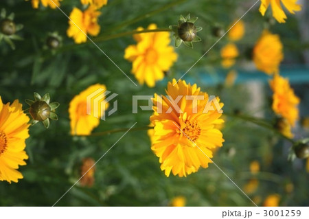 オオキンケイギク 004 3001259