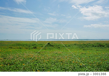 野付半島の原生花園、エゾカンゾウの大群落 3001366