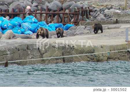 知床半島の番屋にヒグマの親子が出現した 3001502